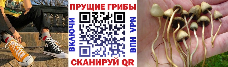 Псилоцибиновые грибы Psilocybe продажа наркотиков Болгар